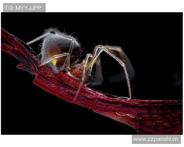 世体称小蜘蛛表现让巴萨兴趣降温 世体称小蜘蛛表现让巴萨兴趣降温